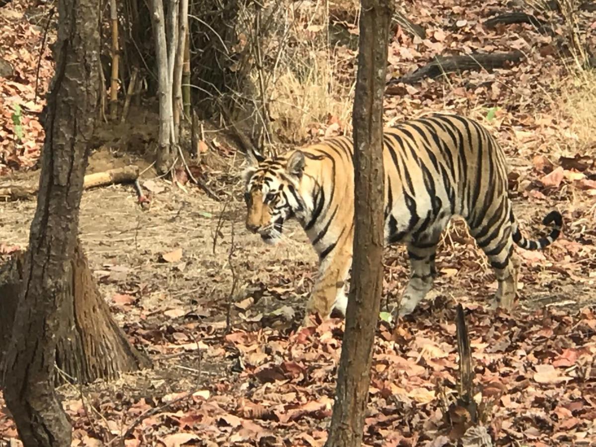 Emerald Tiger Retreat Tala  Экстерьер фото